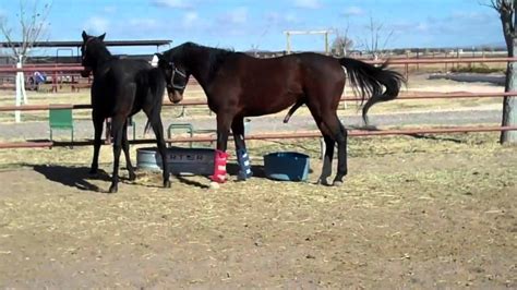 horse breeders videos|Equine Breeding .